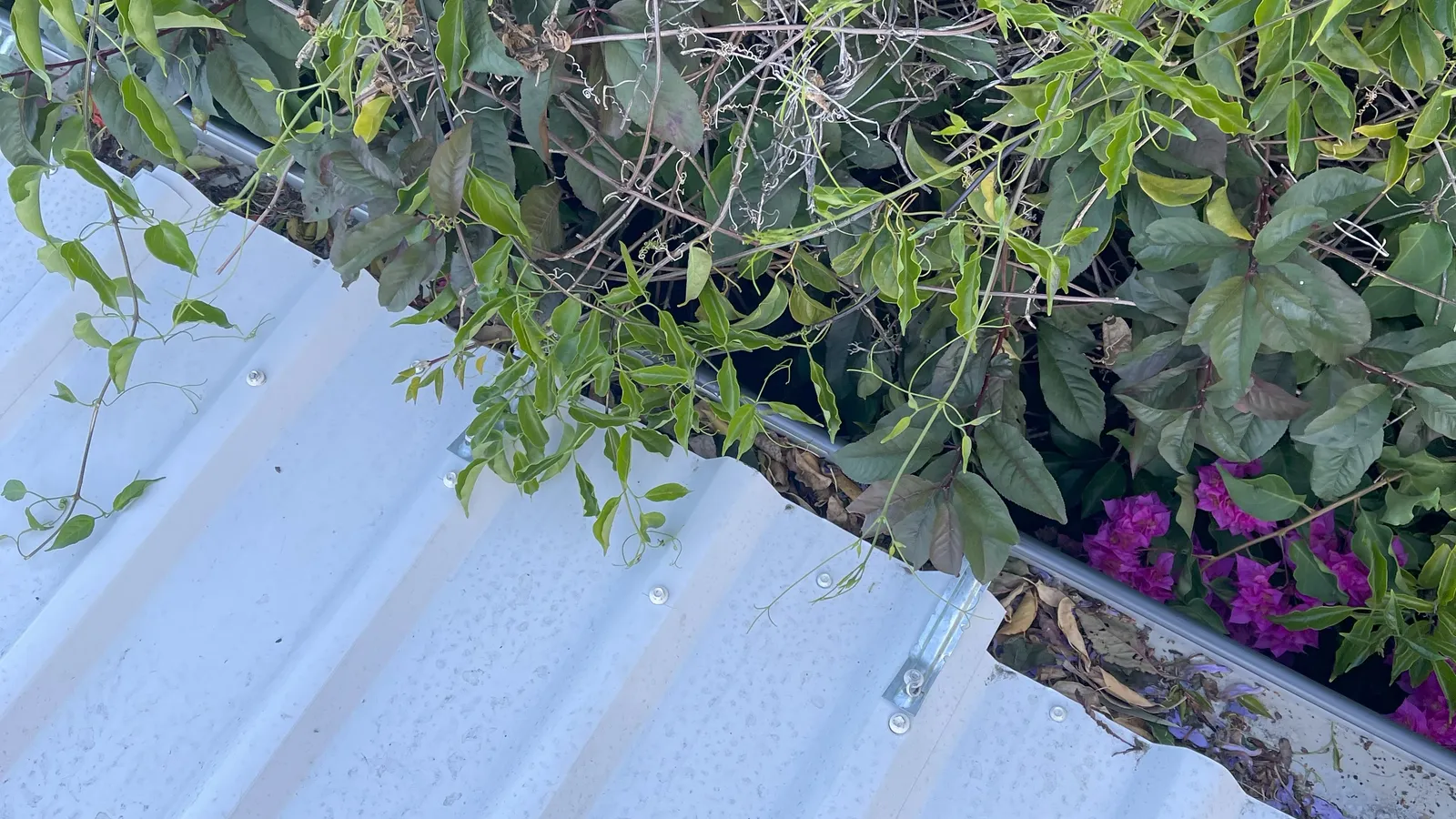 Gutter Cleaning