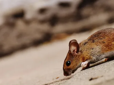 Featured image for: How Rats and Rodents Get Into Your Roof and How to Stop Them