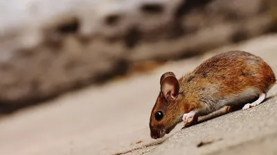 Rat showing the type of rodent pest that commonly infests Perth roof spaces